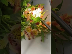 TU-D100A 4K medische endoscoopcamera met 100W LED-licht voor ENT en gynaecologie